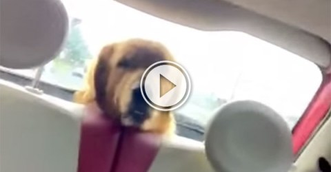 Dog can't handle car windscreen wiper (Video)