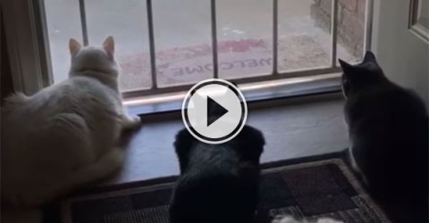Cats focused on bird get jump scare from dog (Video)