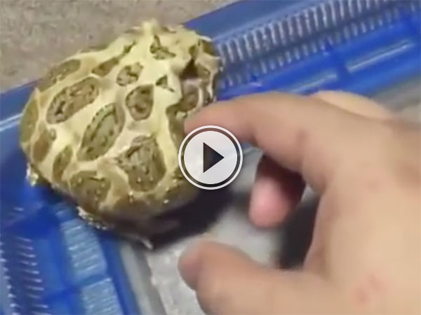 Adorable frog easily bothered by owner (Video)