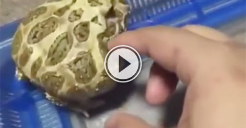 Adorable frog easily bothered by owner (Video)