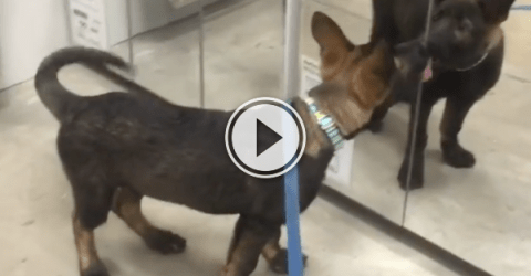 Oh, why, hello there sexy puppy! What's your name? (Video)