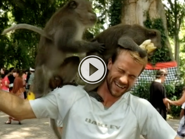 Two monkeys start humping on guys head