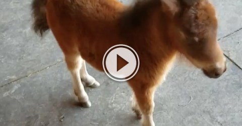 Adorable baby mini horse chases man (Video)