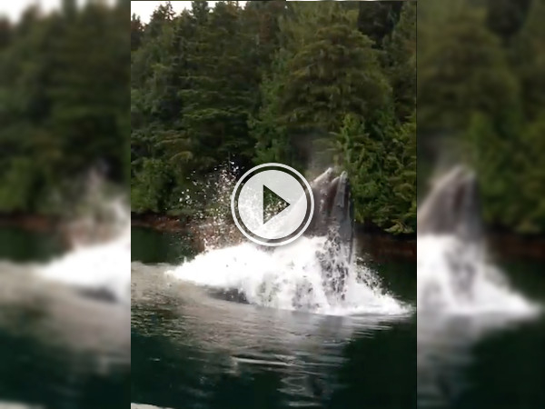 Whale just Moby Dicks himself right out of the water! (Video)