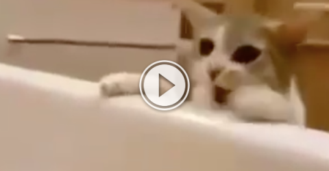 Cute kitty tries to save his buddy from drowning in the tub! (Video)