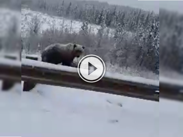 Oh the things you see, driving along in Canada (Video)