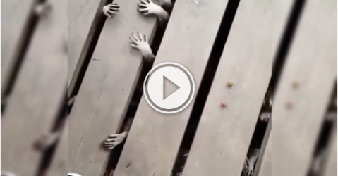 Creepy little raccoon hands are freaking me out! (Video)