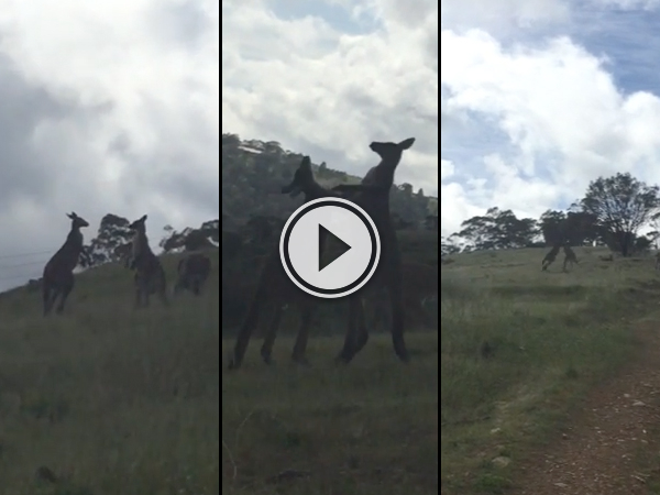 Australian hilariously narrates kangaroo fight (Video)