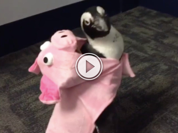 Is this a penguin in a pig suit, or pig in a tuxedo? (Video)