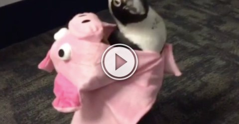 Is this a penguin in a pig suit, or pig in a tuxedo? (Video)