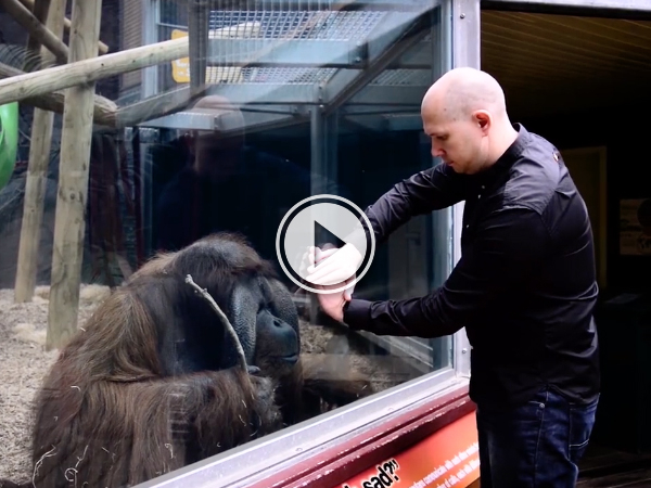Magician performs mind blowing magic trick for Orangutan