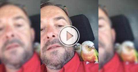 Two abandoned birds find a new home with a Toronto plumber (Video)