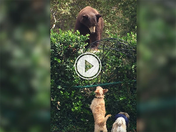 Ting dogs don't fear Grizzly bear (Video)