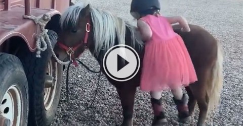 Adorable little girl climbing on to a pony (Video)