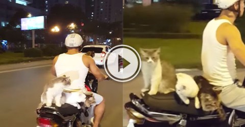 Four cats catching a ride on a moped (Video)
