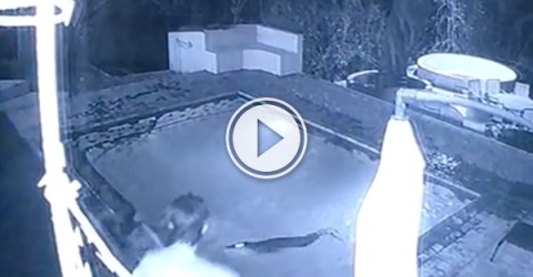 Couple in privite pool gets attack by crocodile (Video)