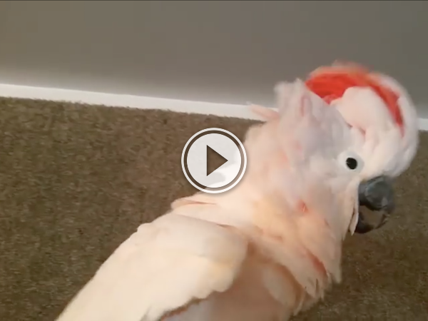 This birds got the dirtiest language I've ever heard (Video)