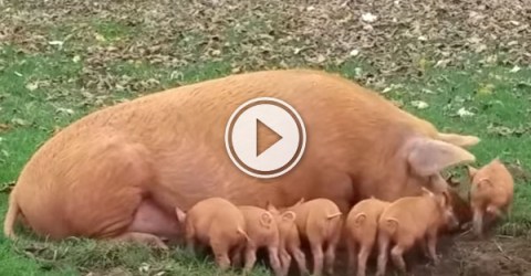 Mother Pig Gets Fed Up With Feeding Piglet (Video)