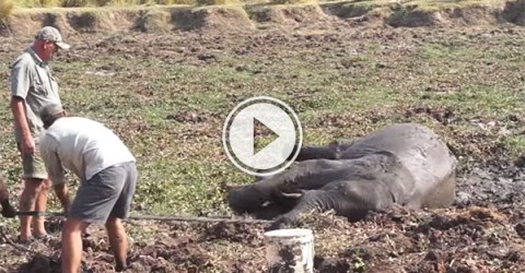 Mud stricken baby elephant turns on would be rescuers (Video)