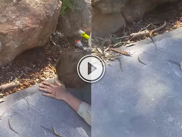 Poking a hiding snake with a stick is not advised (Video)