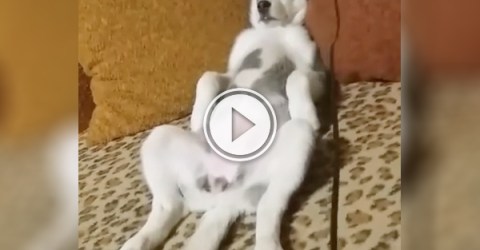 This dog has mastered the art of chillin