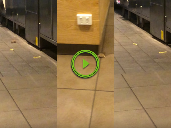 Mice run around in McDonald's trying to catch fries