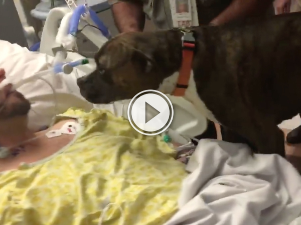 Dog gives owner an emotional final goodbye at his hospital bedside