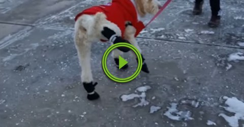 Confused Dog Struggled To Walk In Snow Boots (Video)