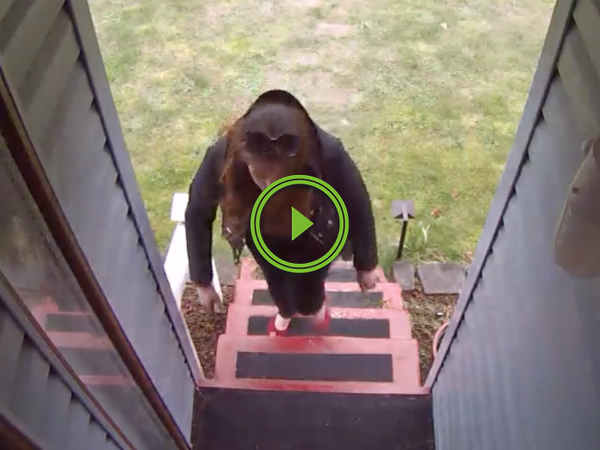 Guy uses blank 12 gauge shell to get sweet justice on box thief