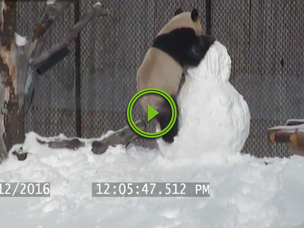 Zoo fight club sees Da Mao the panda vs da snowman (Video)