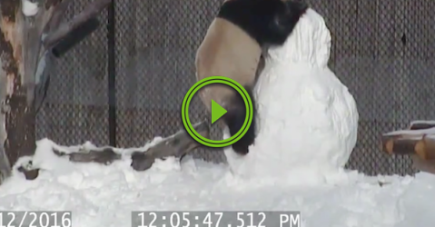 Zoo fight club sees Da Mao the panda vs da snowman (Video)