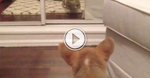 Puppy sees reflection for first (and last?) time