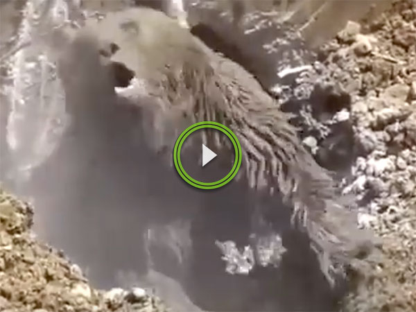 Incredible footage of bear freed from septic tank by excavator (Video)