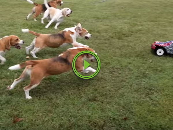 Beagles play with remote control car in backyard