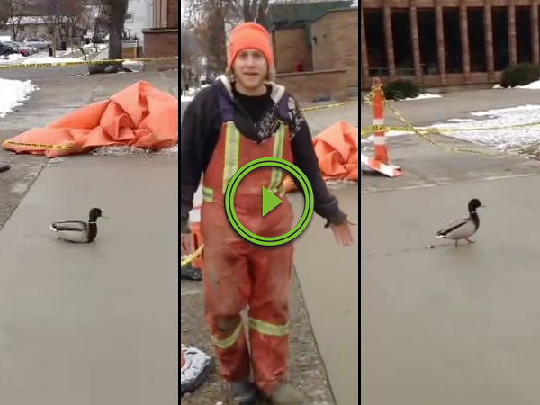 Duck ruins wet concrete much to the dismay of workers (Video)