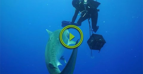 Diver has close encounter with Tiger Shark (Video)