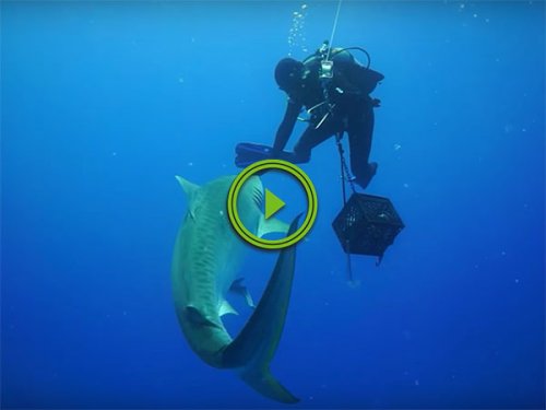 Diver has close encounter with Tiger Shark (Video)