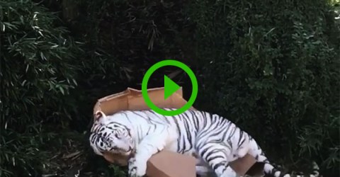 Big cat takes a liking to a box (Video)