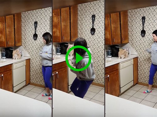 Cat won't let women near kitchen cupboard (Video)