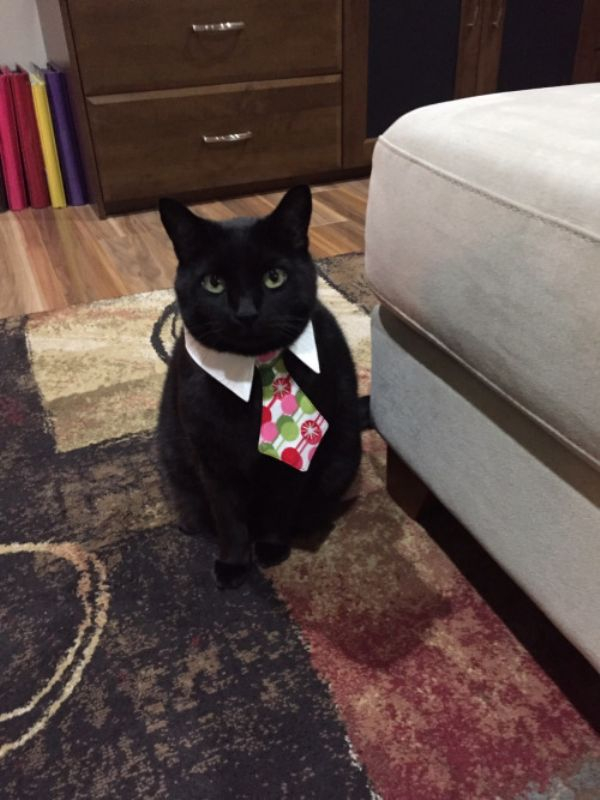 Cats in business attire (20 Photos)