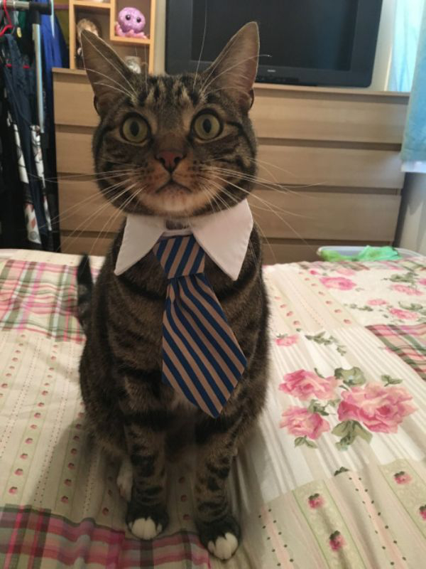Cats in business attire (20 Photos)