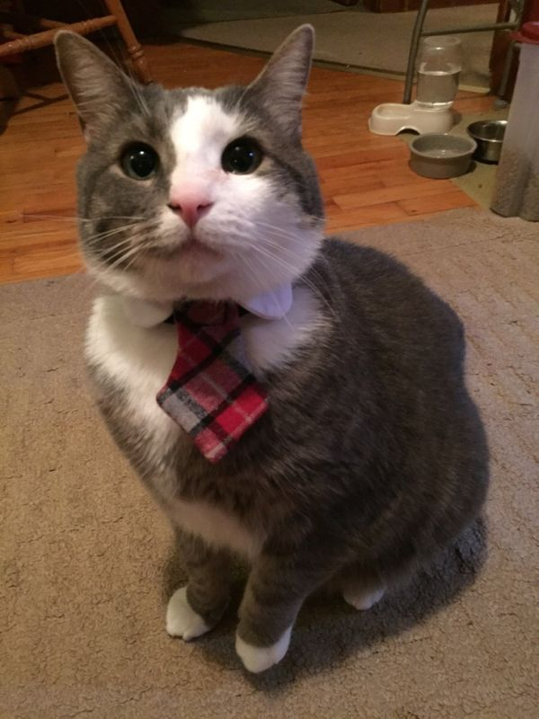 Cats in business attire (20 Photos)