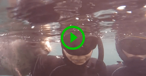 Cute seal pup plays with divers