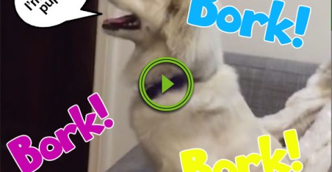 Doggo pupper borks the blues like a true woofer (Video)