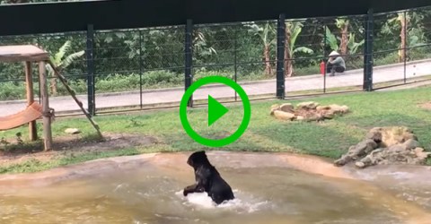 Rescued bear experiences pure joy - for perhaps the first time