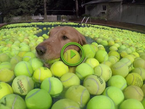 Guy does something amazing after his dog dies (Video)