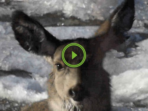 Deer rescued from frozen river (Video)