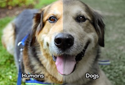 How a few different animals see the world : theCHIVE