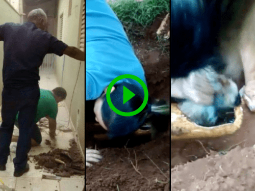 Adorable puppy rescued from water pipes (Video)