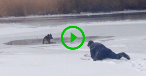 Man rescues dog from frozen lake (Video)
